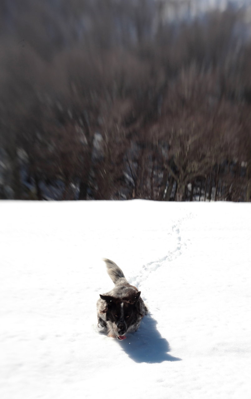 Ronnie the Snow Dog