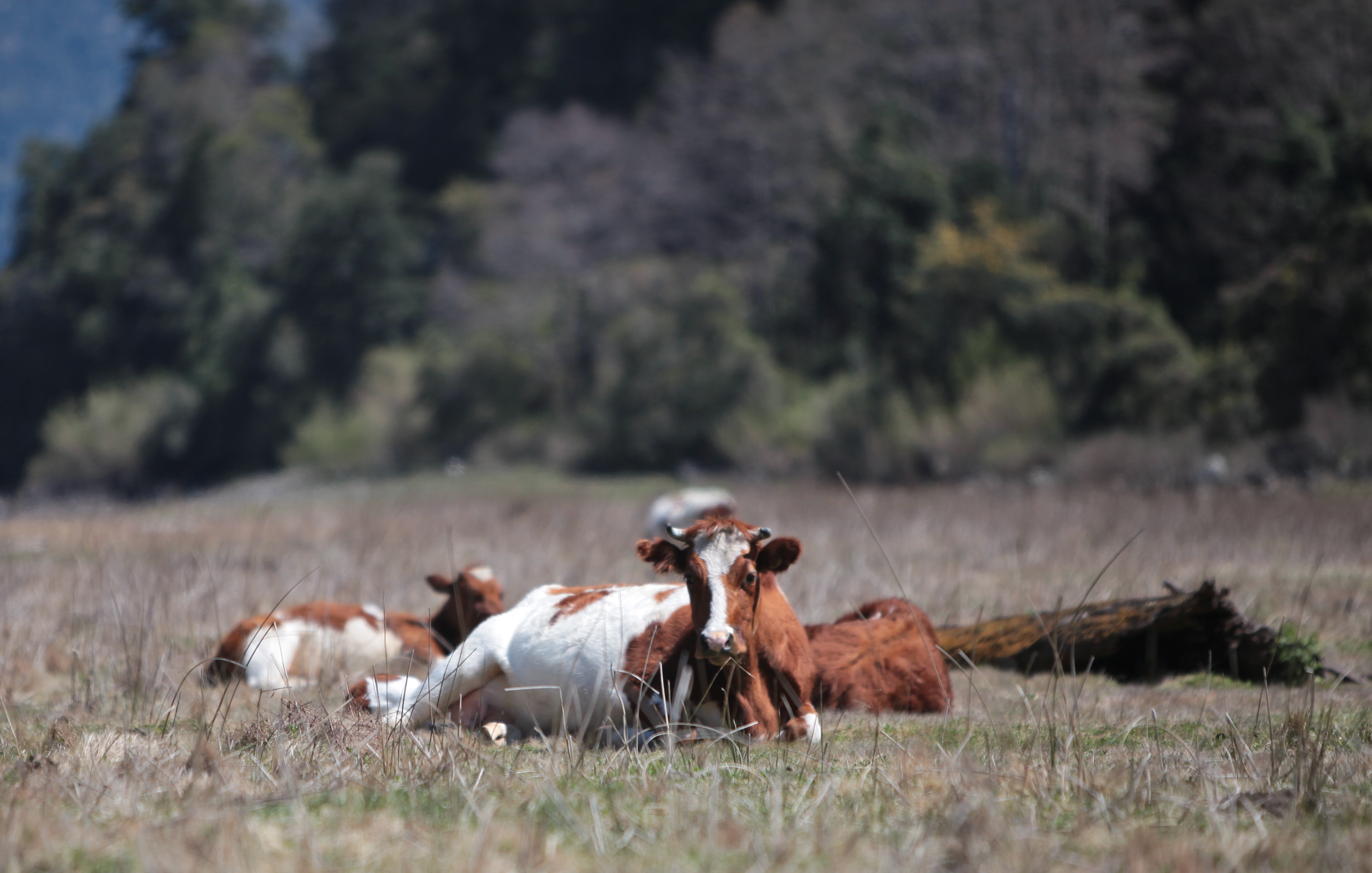Cow