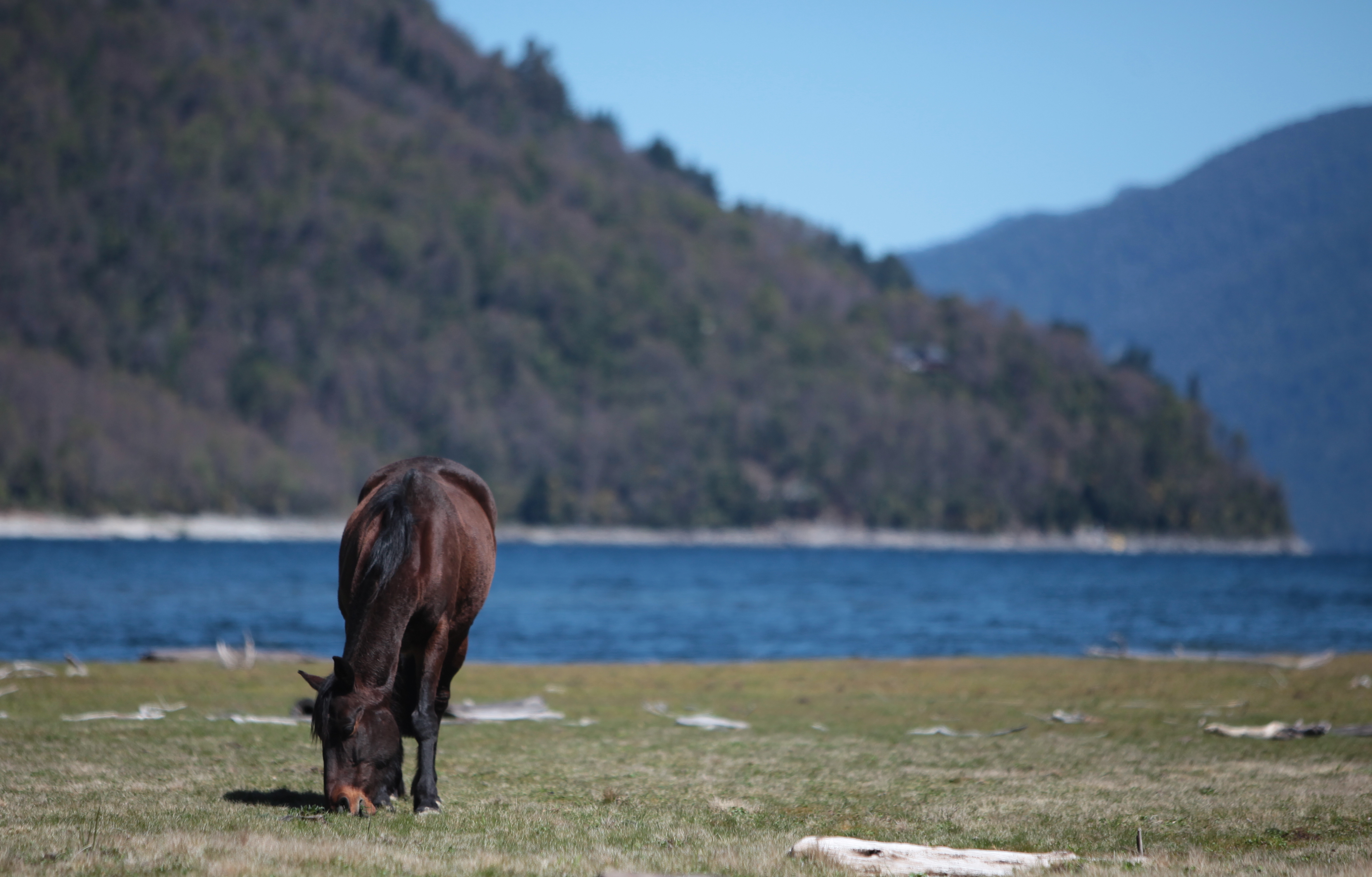 Horse