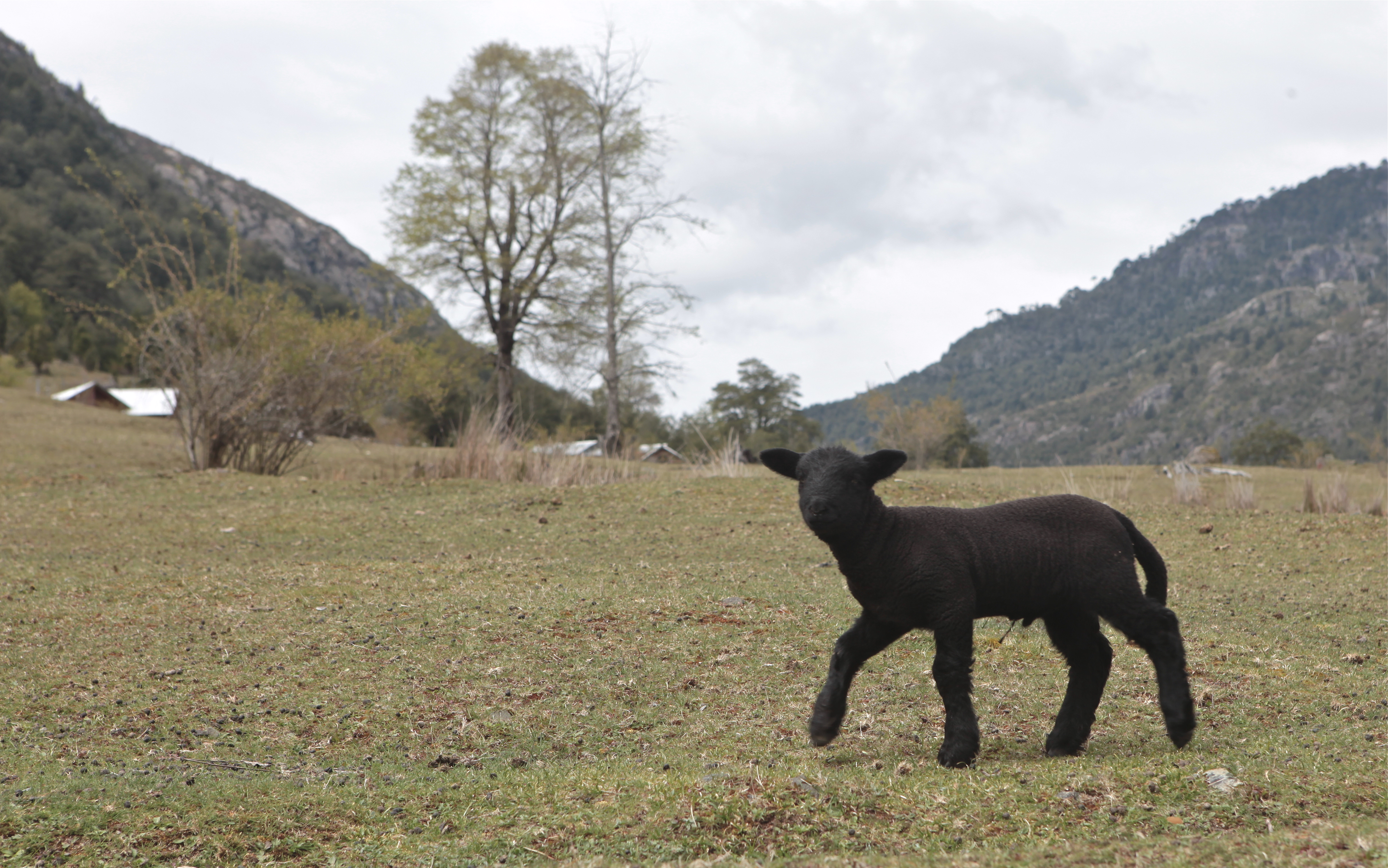 Black Sheep
