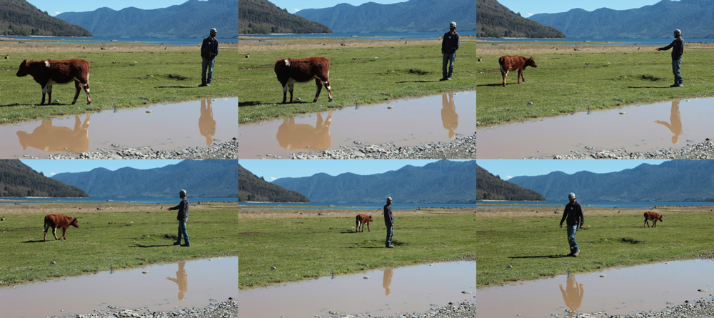 Justin-woos-cow