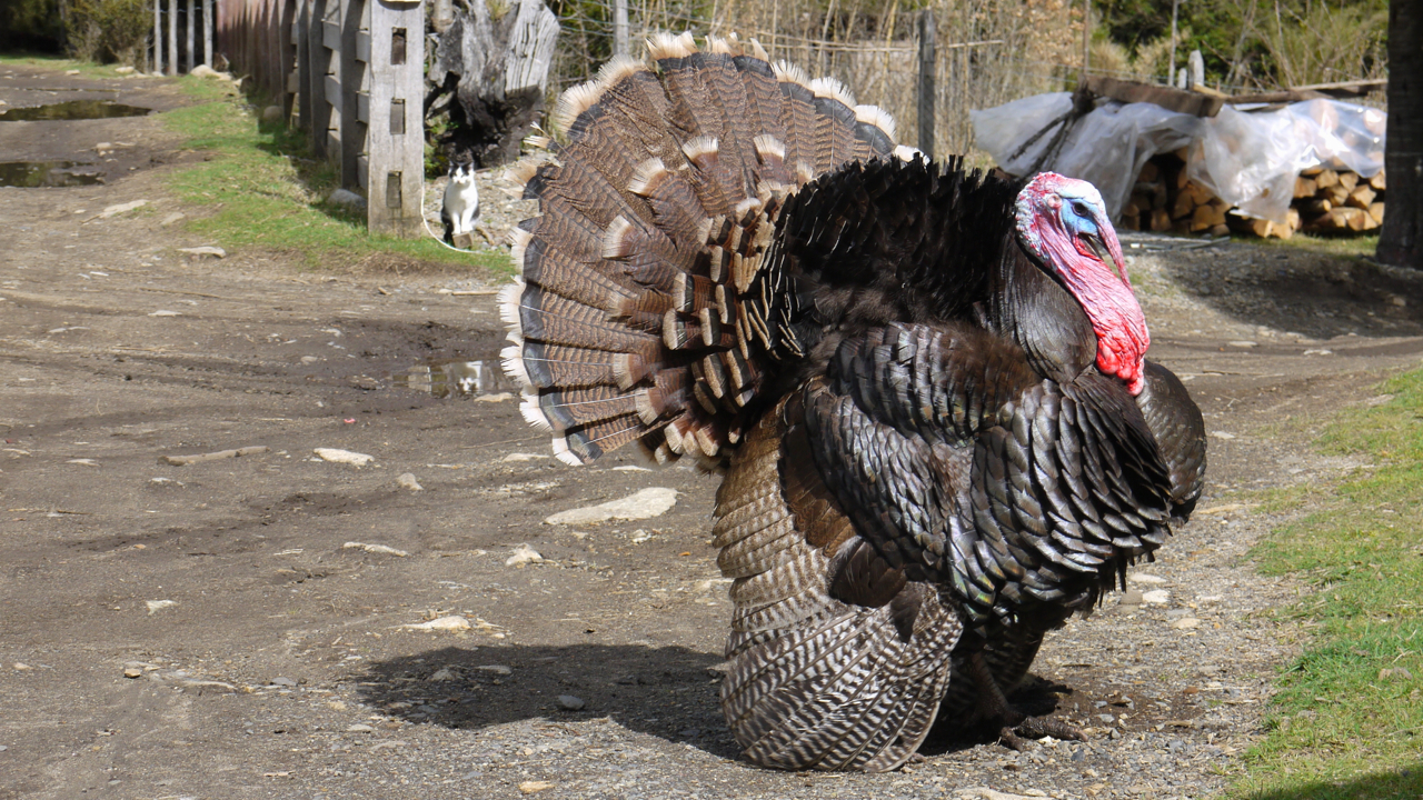 Excited Turkey 
