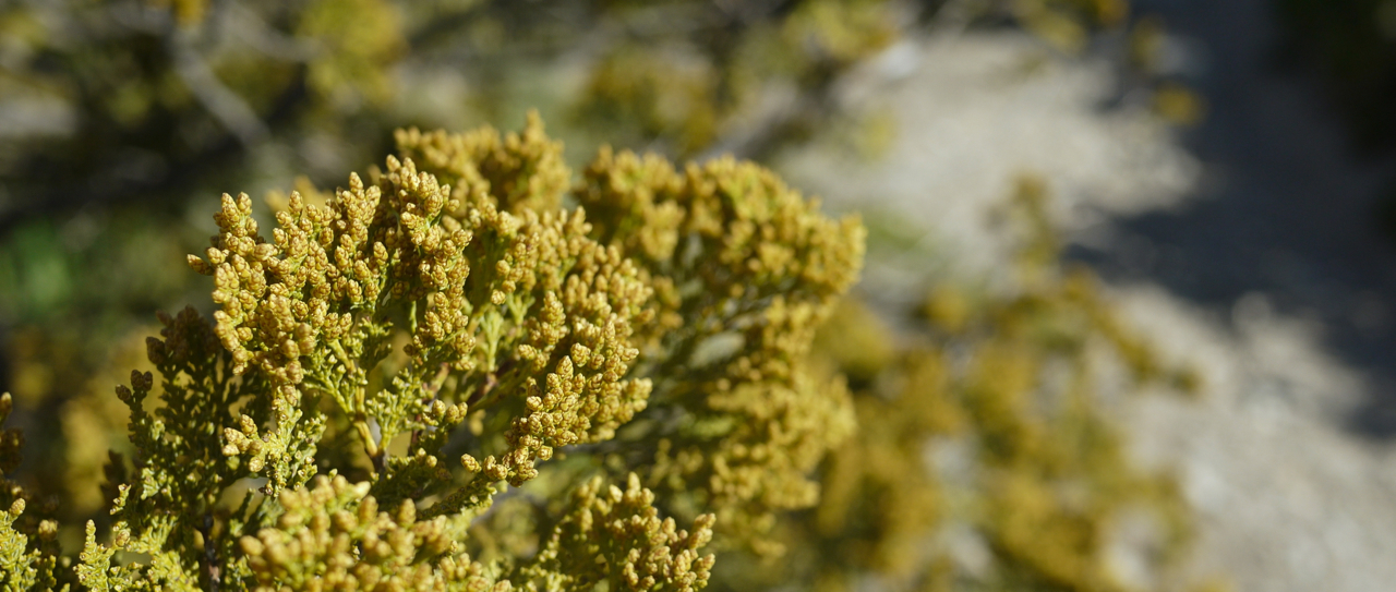 Cypress Pollen