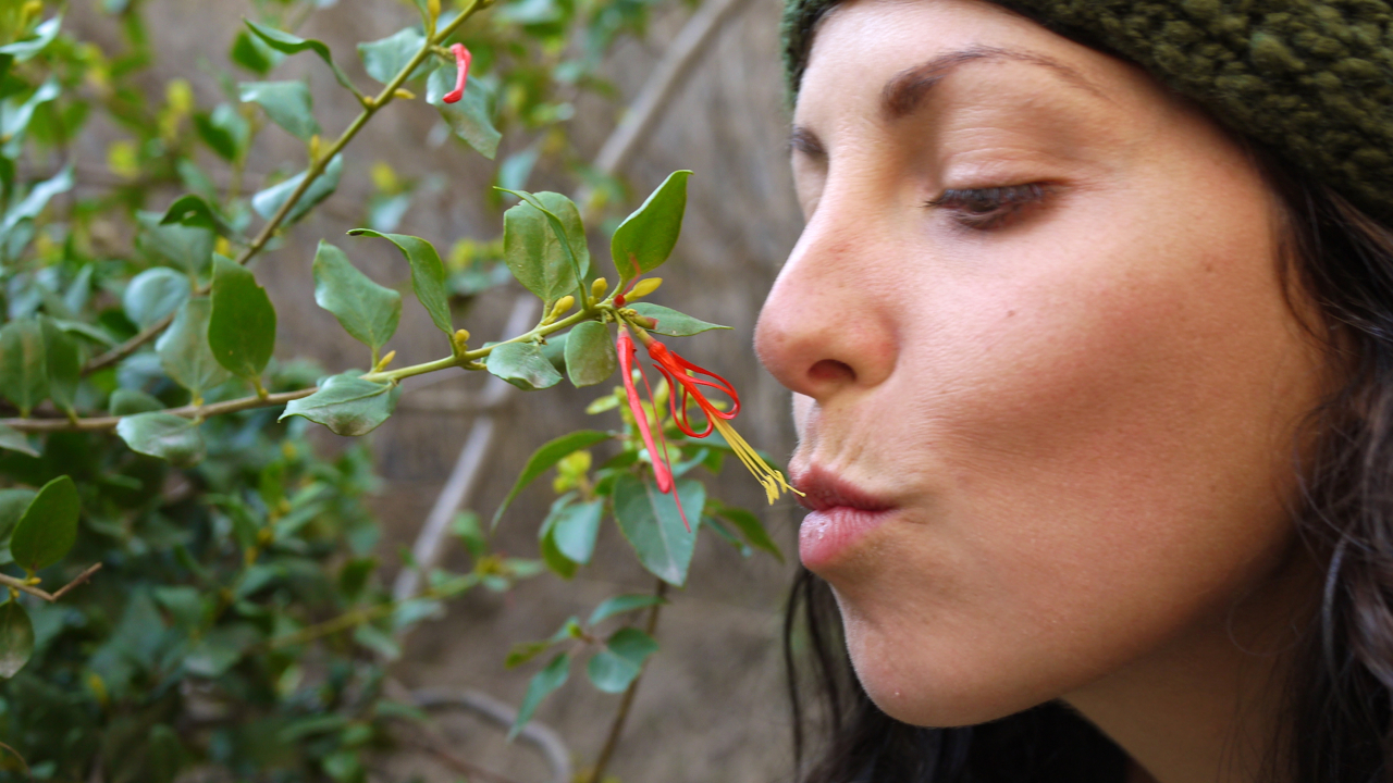 Kissing Flowers