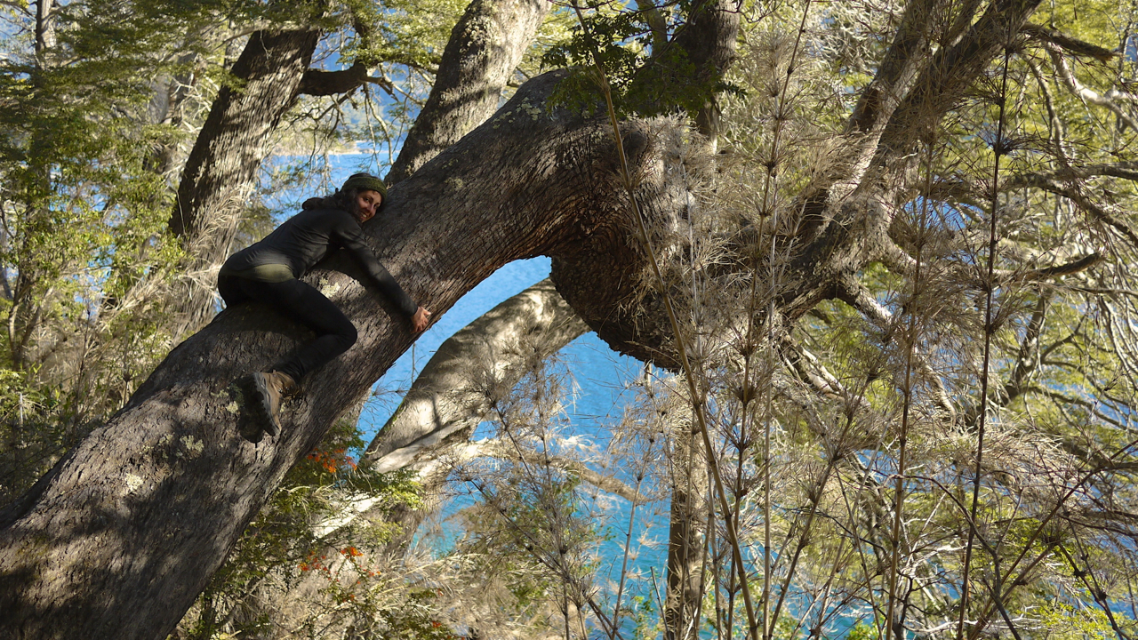 Lago Gutierrez Tree Hugging