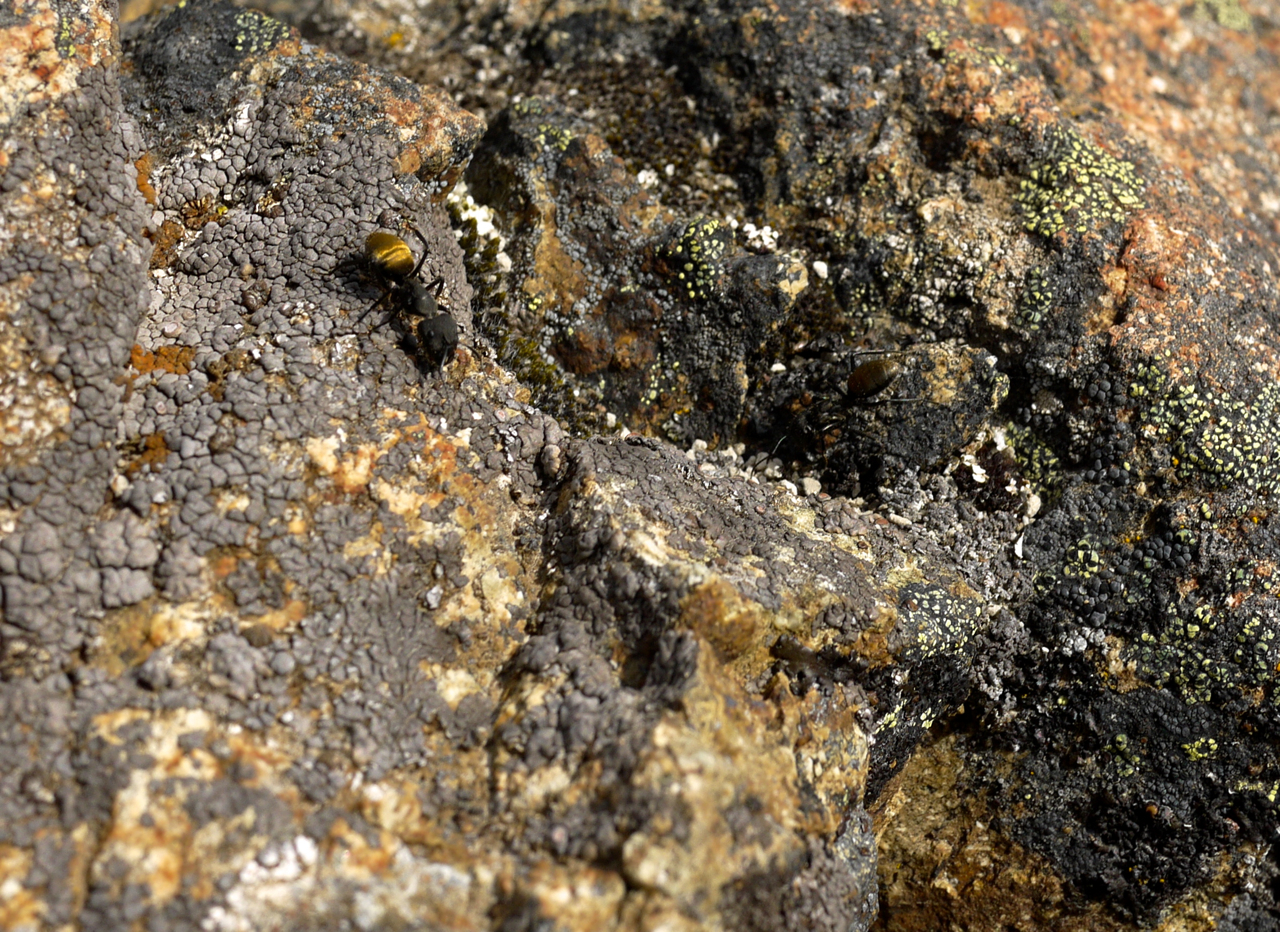 Lichen & Ants
