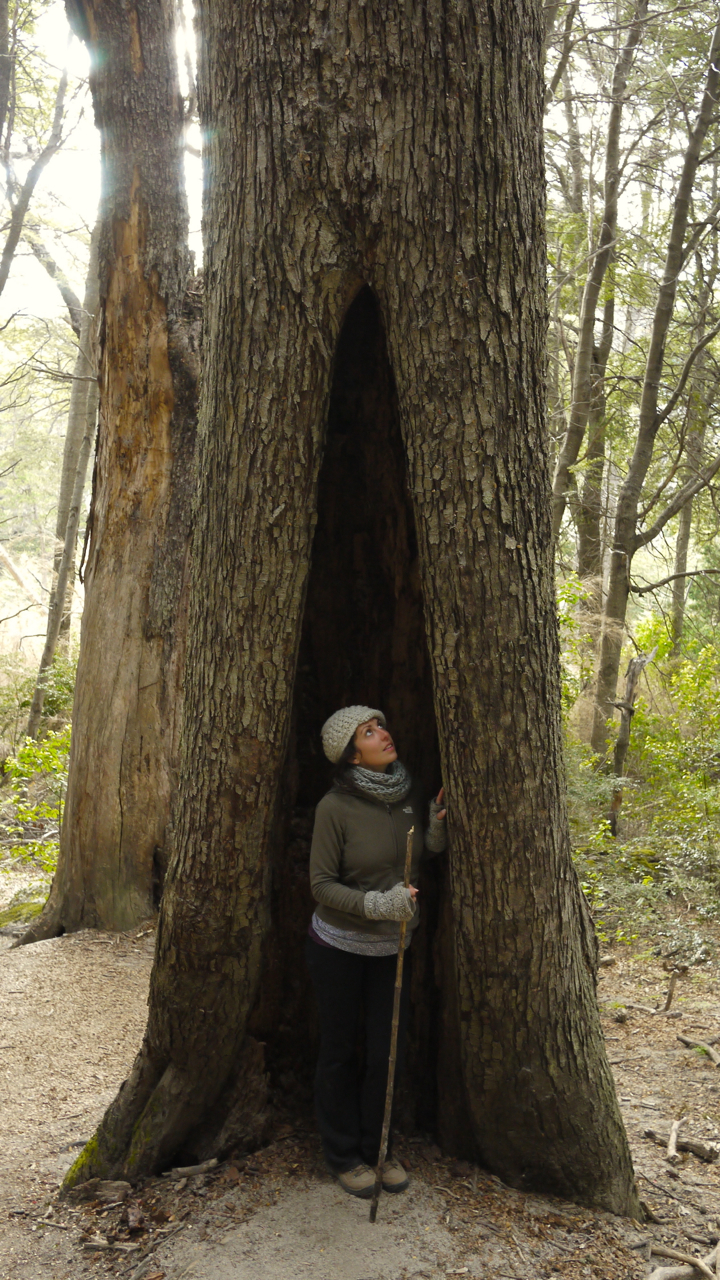 Tree House