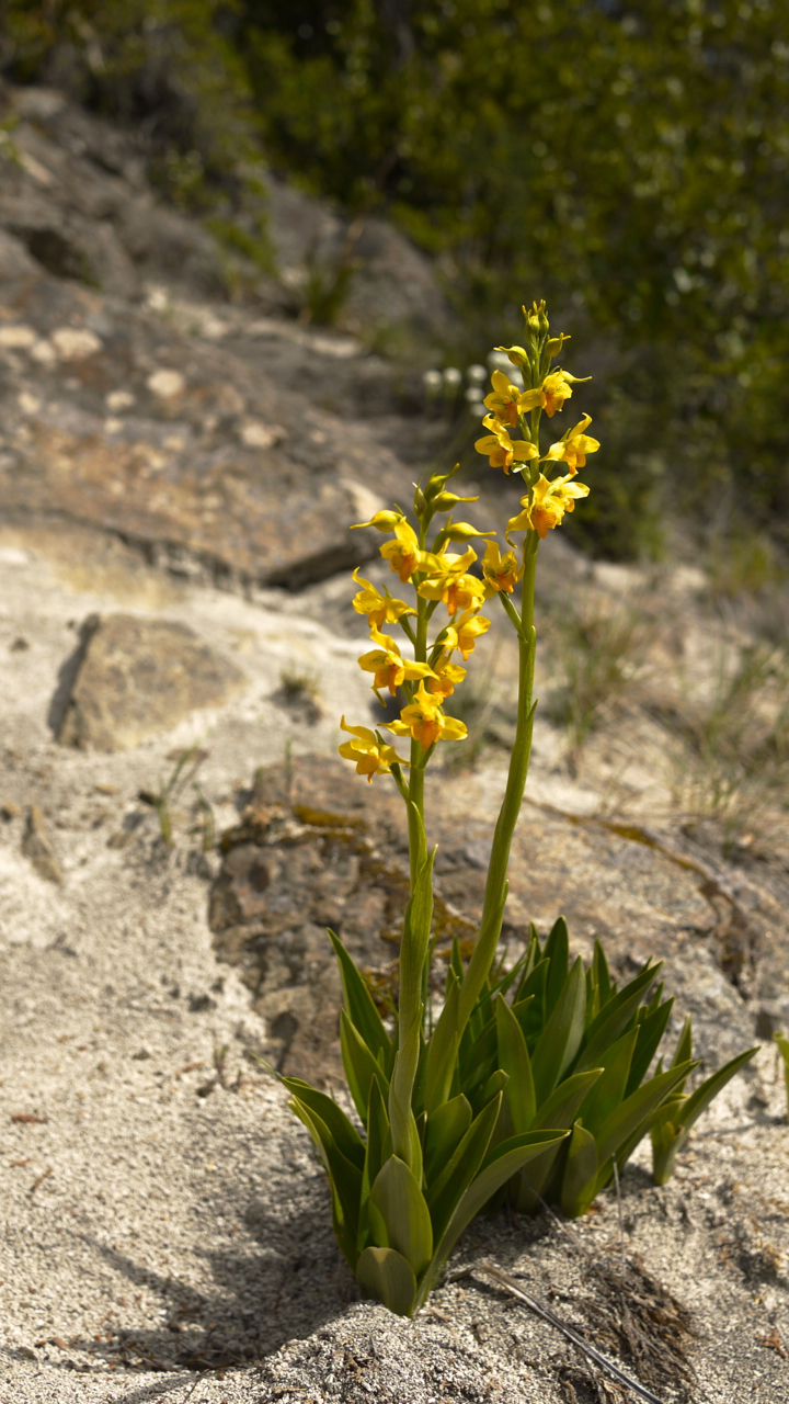 Volcano Ash + Flowers