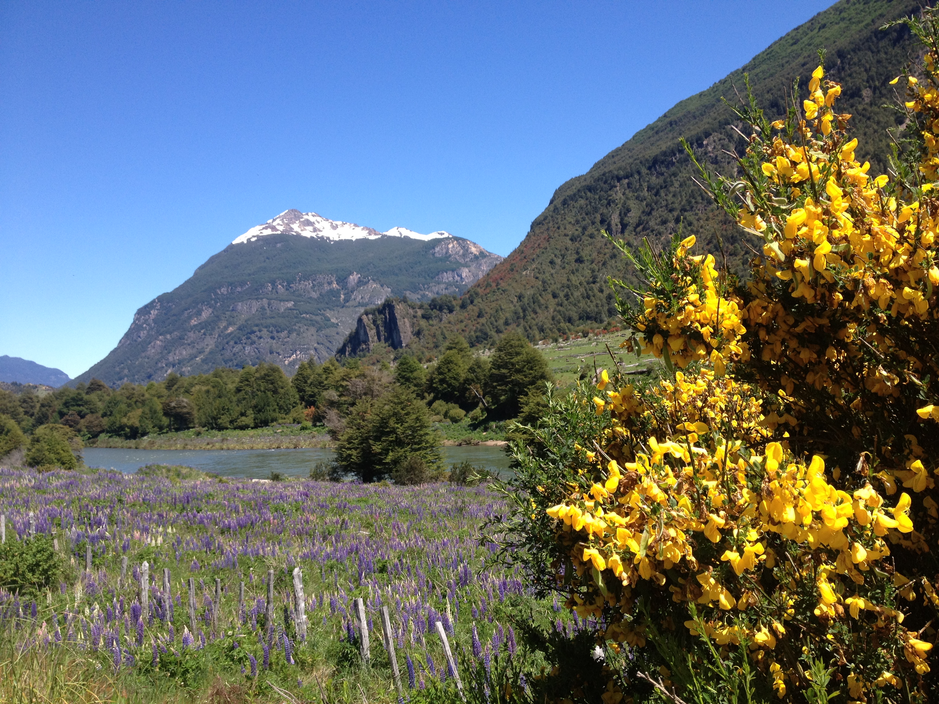 wildflowers