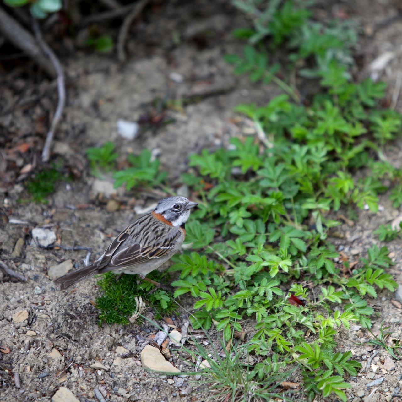 Rufous Collared Patagonian Sparrow